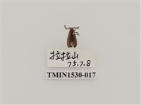 藏品(前角扣頭蟲科)的圖片